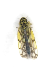 Eupteryx cyclops