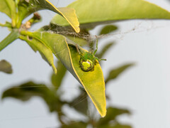 Araneus uniformis