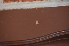 Eudonia heterosalis