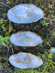 Utterbackiana implicata