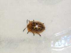 Cistudinella notata