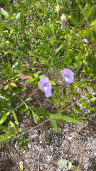 Centrosema virginianum