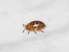 Cistudinella notata