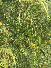 Vachellia constricta
