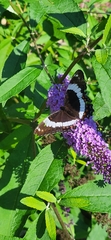 Limenitis arthemis arthemis