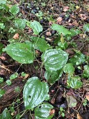 Smilax tamnoides
