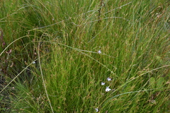 Rhynchospora capillacea
