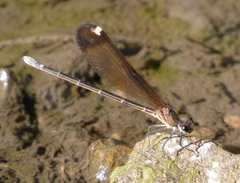 Calopteryx haemorrhoidalis