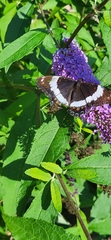 Limenitis arthemis arthemis
