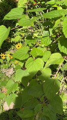 Ampelopsis glandulosa