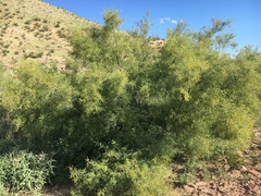 Vachellia constricta