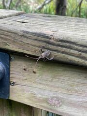 Acanthocephala femorata