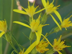 Senecio ovatus