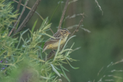 Emberiza spodocephala