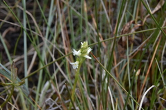 Spiranthes romanzoffiana