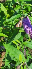 Limenitis arthemis arthemis