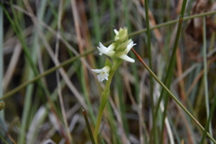 Spiranthes romanzoffiana