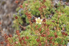 Saxifraga bryoides