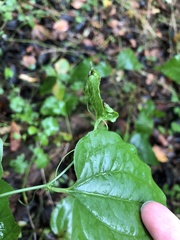 Smilax tamnoides