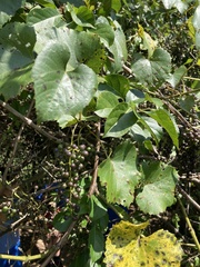 Vitis vulpina