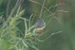 Emberiza spodocephala
