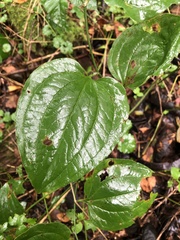 Smilax tamnoides
