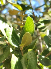Quercus chrysolepis