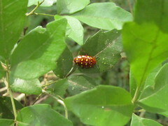 Iphiclus sedecimmaculatus
