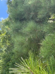 Trichonephila clavata