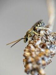 Halictus