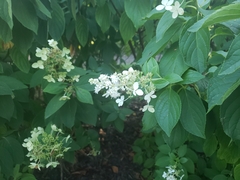 Hydrangea