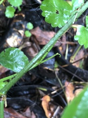 Smilax tamnoides