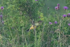 Emberiza spodocephala