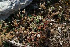 Sedum pallidum