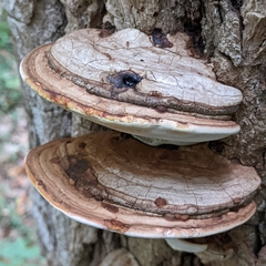 Ganoderma megaloma