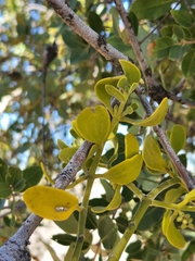 Phoradendron leucarpum