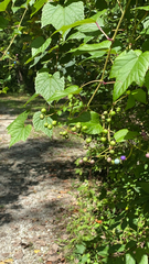 Ampelopsis glandulosa