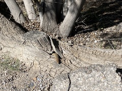 Plestiodon obsoletus