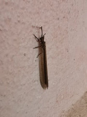 Creoleon lugdunensis