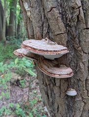 Ganoderma megaloma