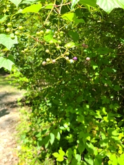 Ampelopsis glandulosa