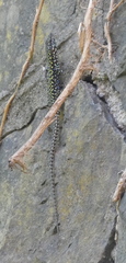 Podarcis muralis nigriventris