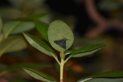 Tetanolita mynesalis