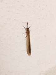 Creoleon lugdunensis