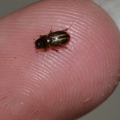 Labarrus cincticulus