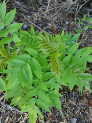 Sorbaria sorbifolia