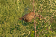 Sinosuthora webbiana