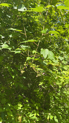 Ampelopsis glandulosa