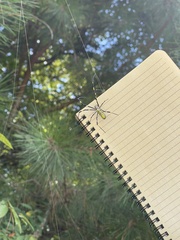 Trichonephila clavata