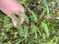 Chamaecrista fasciculata